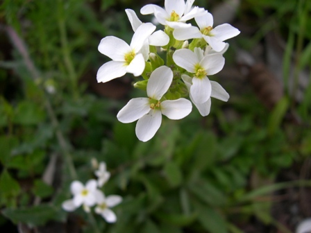 Arabis alpina